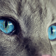 Ilustración para el artículo titulado Por qué los gatos son incapaces de ver una golosina si se la pones delante de sus narices a plena luz del día